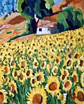 Champ de tournesols avec le mas.