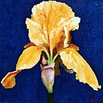 L'iris jaune