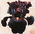 L'iris noir
