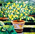 Le citronnier