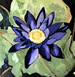 Le n�nuphar bleu