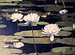 N�nuphars
